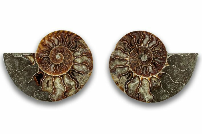 Cut & Polished, Agatized Ammonite Fossil - Madagascar #323357